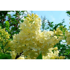 Бузок звичайний Прімроуз | Сирень обыкновенная Примроуз | Syringa vulgaris Primrose