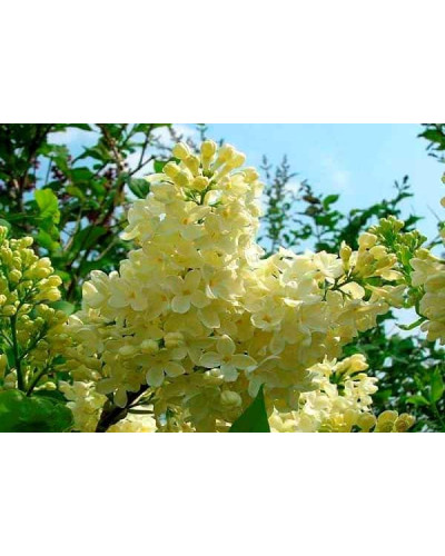 Бузок звичайний Прімроуз | Сирень обыкновенная Примроуз | Syringa vulgaris Primrose