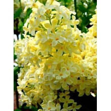Бузок звичайний Прімроуз | Сирень обыкновенная Примроуз | Syringa vulgaris Primrose