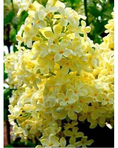 Бузок звичайний Прімроуз | Сирень обыкновенная Примроуз | Syringa vulgaris Primrose