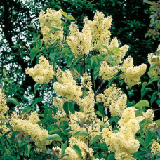 Бузок звичайний Прімроуз | Сирень обыкновенная Примроуз | Syringa vulgaris Primrose