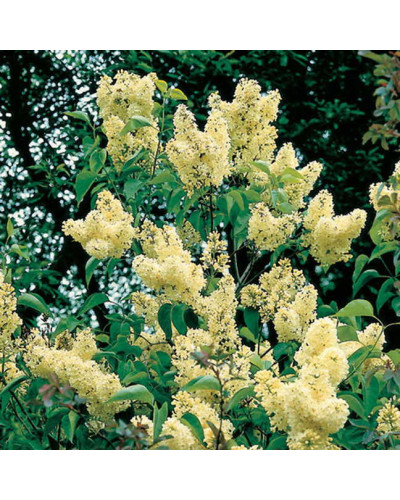 Бузок звичайний Прімроуз | Сирень обыкновенная Примроуз | Syringa vulgaris Primrose