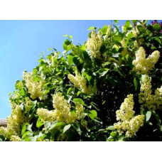 Бузок звичайний Прімроуз | Сирень обыкновенная Примроуз | Syringa vulgaris Primrose