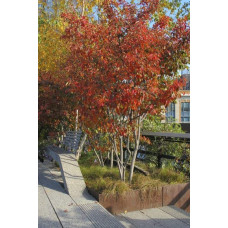 Ірга Ламарка | Amelanchier lamarckii | Ирга Ламарка