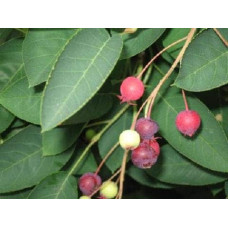 Ірга Ламарка | Amelanchier lamarckii | Ирга Ламарка