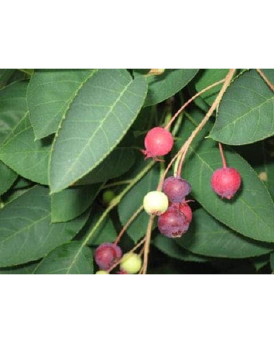 Ірга Ламарка | Amelanchier lamarckii | Ирга Ламарка