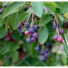 Ірга Ламарка | Amelanchier lamarckii | Ирга Ламарка