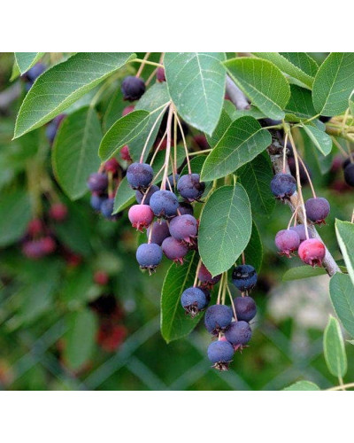 Ірга Ламарка | Amelanchier lamarckii | Ирга Ламарка