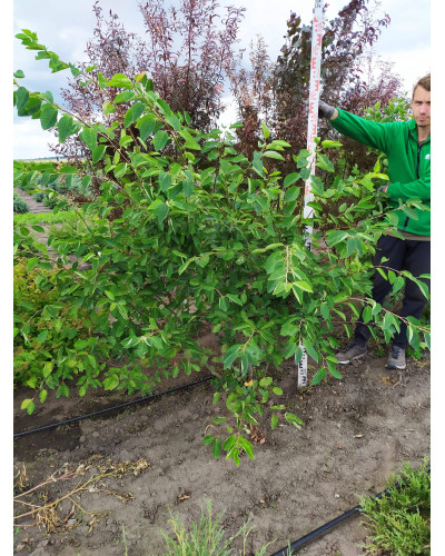 Ірга Ламарка | Amelanchier lamarckii | Ирга Ламарка