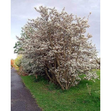 Ірга Ламарка | Amelanchier lamarckii | Ирга Ламарка