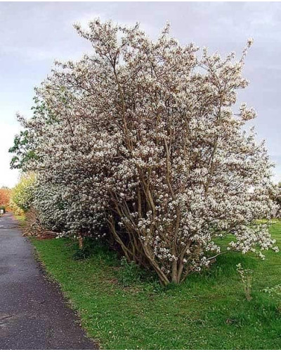 Ірга Ламарка | Amelanchier lamarckii | Ирга Ламарка