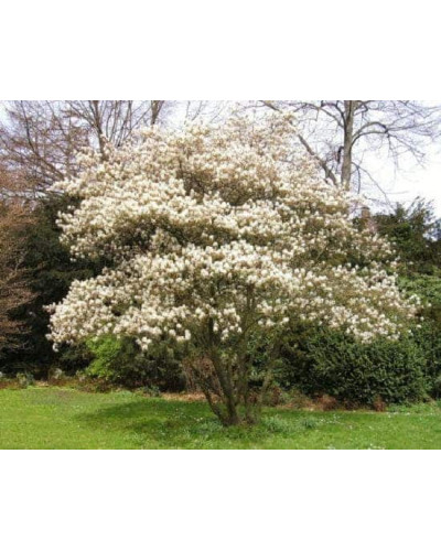 Ірга Ламарка | Amelanchier lamarckii | Ирга Ламарка