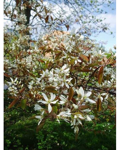 Ірга Ламарка | Amelanchier lamarckii | Ирга Ламарка