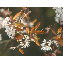 Ірга Ламарка | Amelanchier lamarckii | Ирга Ламарка