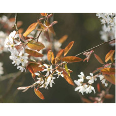 Ірга Ламарка | Amelanchier lamarckii | Ирга Ламарка