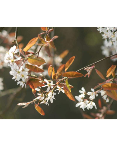 Ірга Ламарка | Amelanchier lamarckii | Ирга Ламарка