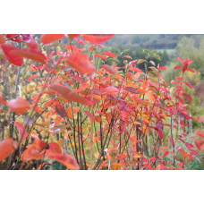 Ірга Ламарка | Amelanchier lamarckii | Ирга Ламарка