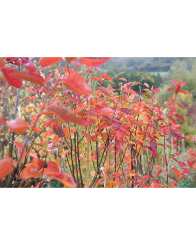 Ірга Ламарка | Amelanchier lamarckii | Ирга Ламарка
