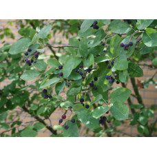 Ірга Ламарка | Amelanchier lamarckii | Ирга Ламарка