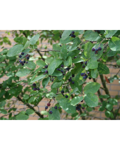 Ірга Ламарка | Amelanchier lamarckii | Ирга Ламарка