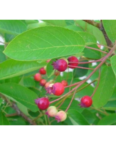 Ірга Ламарка | Amelanchier lamarckii | Ирга Ламарка