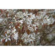 Ірга Ламарка | Amelanchier lamarckii | Ирга Ламарка