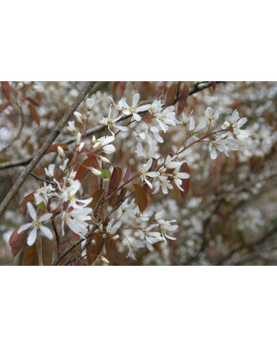 Ірга Ламарка | Amelanchier lamarckii | Ирга Ламарка