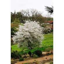 Ірга Ламарка | Amelanchier lamarckii | Ирга Ламарка