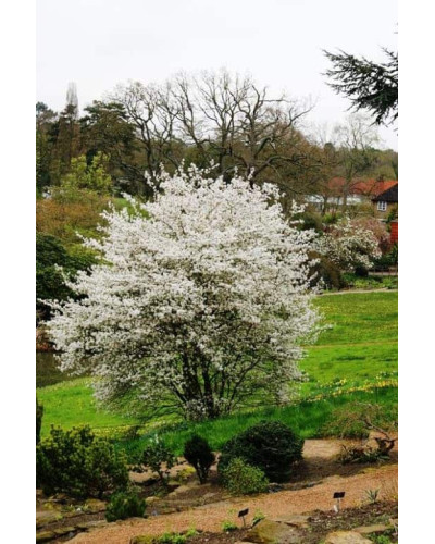 Ірга Ламарка | Amelanchier lamarckii | Ирга Ламарка