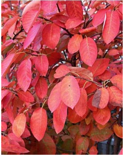 Ірга Ламарка | Amelanchier lamarckii | Ирга Ламарка