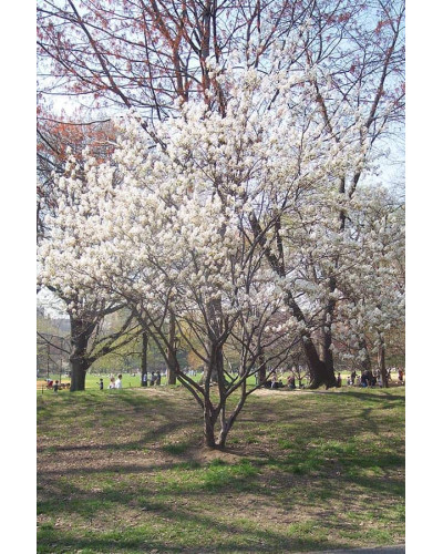 Ірга Ламарка | Amelanchier lamarckii | Ирга Ламарка
