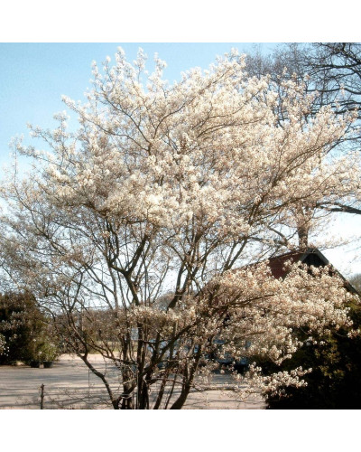 Ірга Ламарка | Amelanchier lamarckii | Ирга Ламарка