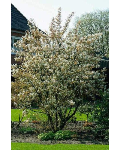 Ірга Ламарка | Amelanchier lamarckii | Ирга Ламарка
