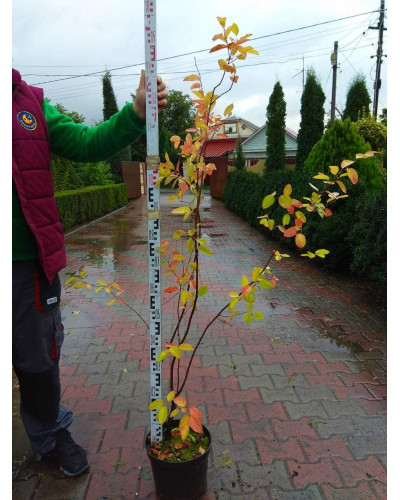 Ірга Ламарка | Amelanchier lamarckii | Ирга Ламарка
