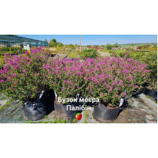 Бузок Меєра Палібін | Сирень Мейера Палибин | Syringa meyeri Palibin