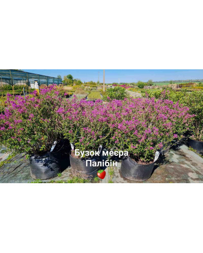 Бузок Меєра Палібін | Сирень Мейера Палибин | Syringa meyeri Palibin