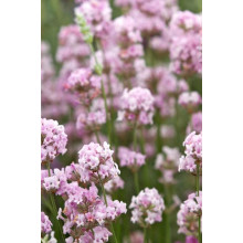 Лаванда вузьколиста Розеа | Lavandula angustifolia Rosea | Лаванда узколистная Розеа