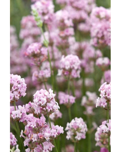 Лаванда вузьколиста Розеа | Lavandula angustifolia Rosea | Лаванда узколистная Розеа
