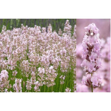 Лаванда вузьколиста Розеа | Lavandula angustifolia Rosea | Лаванда узколистная Розеа