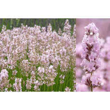 Лаванда вузьколиста Розеа | Lavandula angustifolia Rosea | Лаванда узколистная Розеа