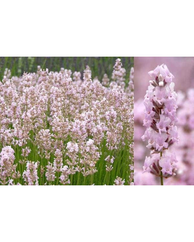Лаванда вузьколиста Розеа | Lavandula angustifolia Rosea | Лаванда узколистная Розеа