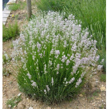 Лаванда вузьколиста Розеа | Lavandula angustifolia Rosea | Лаванда узколистная Розеа