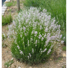 Лаванда вузьколиста Розеа | Lavandula angustifolia Rosea | Лаванда узколистная Розеа
