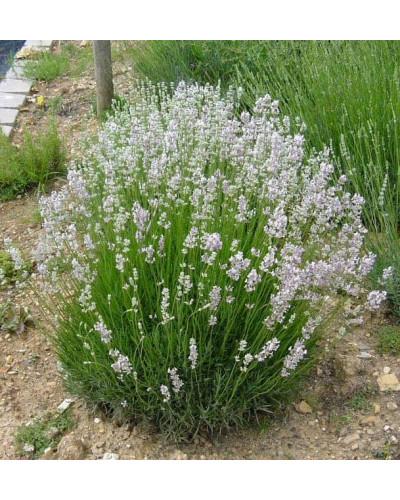 Лаванда вузьколиста Розеа | Lavandula angustifolia Rosea | Лаванда узколистная Розеа