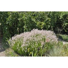 Лаванда вузьколиста Розеа | Lavandula angustifolia Rosea | Лаванда узколистная Розеа