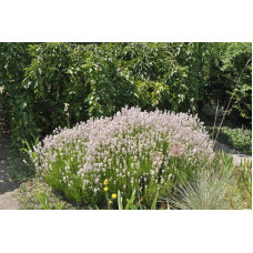 Лаванда вузьколиста Розеа | Lavandula angustifolia Rosea | Лаванда узколистная Розеа