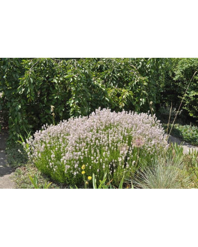 Лаванда вузьколиста Розеа | Lavandula angustifolia Rosea | Лаванда узколистная Розеа