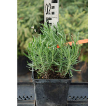 Лаванда вузьколиста Розеа | Lavandula angustifolia Rosea | Лаванда узколистная Розеа