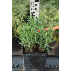 Лаванда вузьколиста Розеа | Lavandula angustifolia Rosea | Лаванда узколистная Розеа