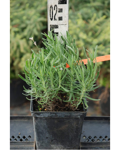 Лаванда вузьколиста Розеа | Lavandula angustifolia Rosea | Лаванда узколистная Розеа